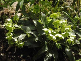 Helleborus argutifolius